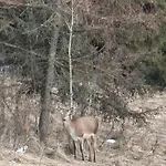 Zielone Wzgorze Pod Turbaczem 아파트 노비 타르그
