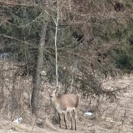 Zielone Wzgorze Appartement Nowy Targ