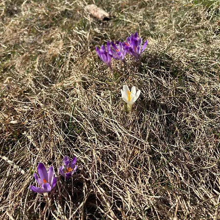 Zielone Wzgorze Nowy Targ